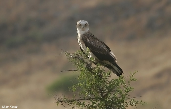    Short Toed Eagle  Circaetus gallicus            , ,   2009,: 